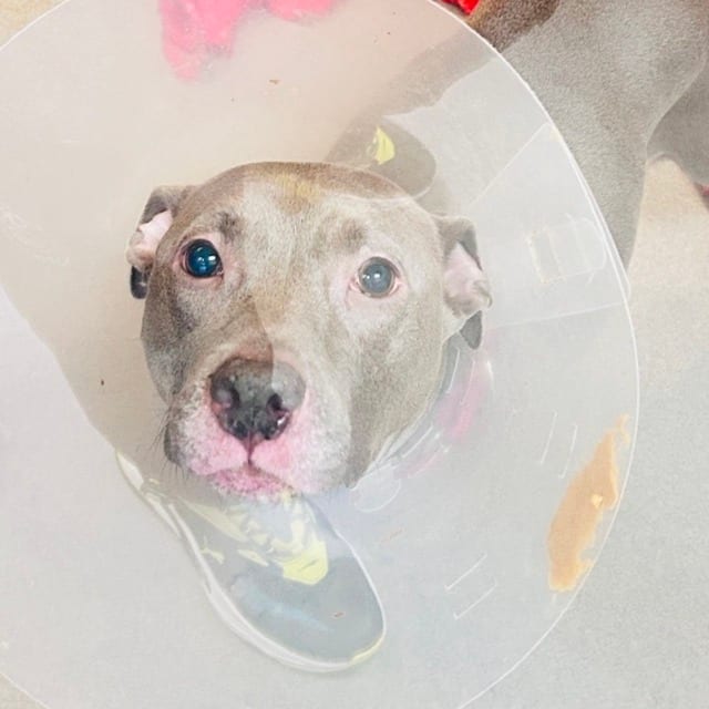 Photo of Sky, adoptable Terrier, American Pit Bull in Baltimore, Maryland