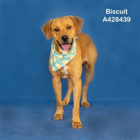 Photo of Biscuit, adoptable Labrador Retriever in Conroe, Texas