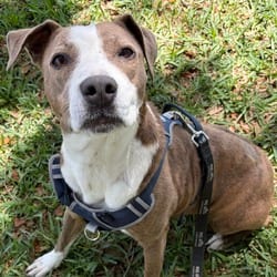 Photo of Pandora 6822, adoptable Mixed Breed (Medium) in Loxahatchee, Florida