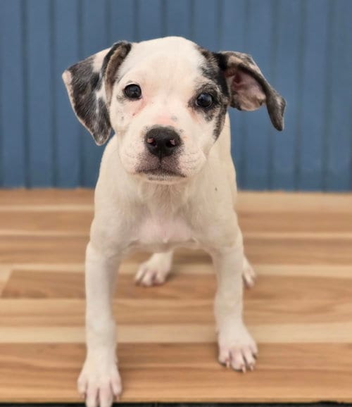 Photo of Blanca, adoptable Bulldog in Sedalia, Colorado