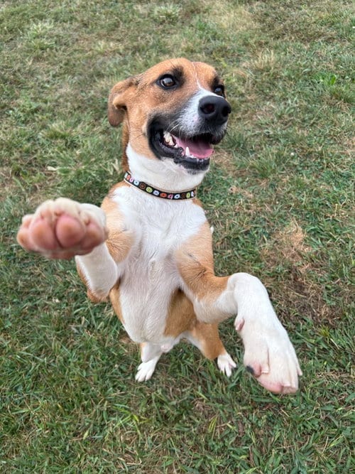 Photo of Napa, adoptable Feist in Steeleville, Illinois