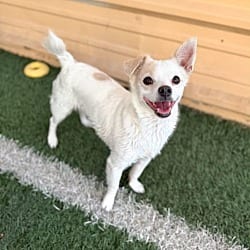 Photo of Zach, adoptable Chihuahua in PHOENIX, Arizona