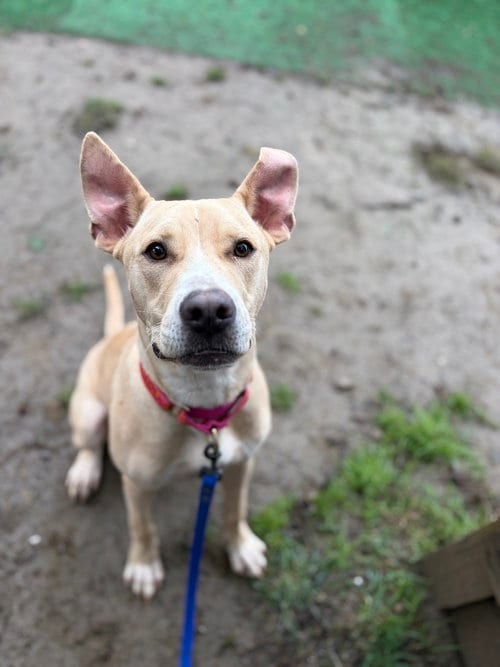 Photo of AC - Frosty Puff, adoptable Labrador Retriever in Brewster, New York