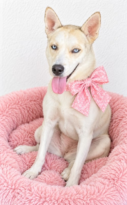Photo of American Eskimo mix,, adoptable American Eskimo Dog in Mt. Laurel, New Jersey