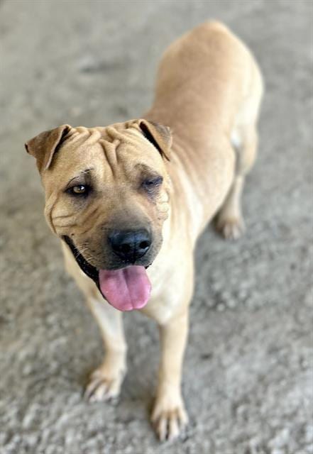 Photo of Puddin, adoptable Chinese Shar-Pei in Riverside, California