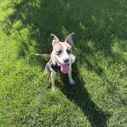 Photo of Zorro, adoptable Bull Terrier Basenji in Winchester, Virginia