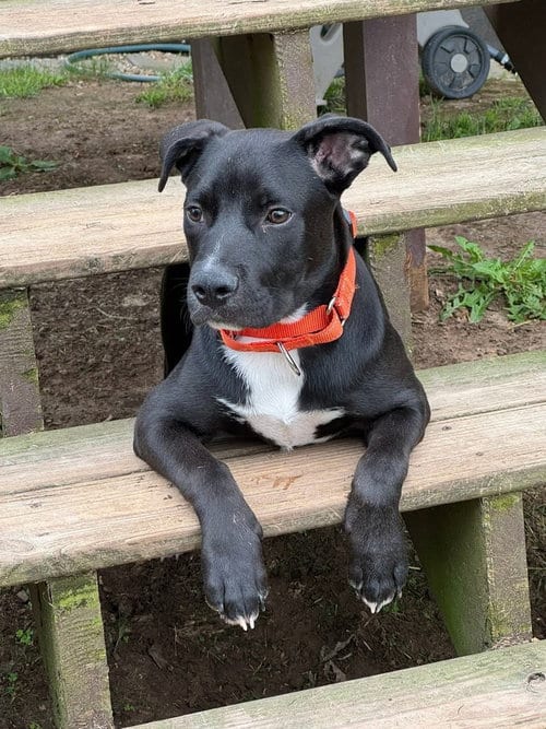 Photo of Jedidiah (Jed), adoptable Terrier in Dorr, Michigan