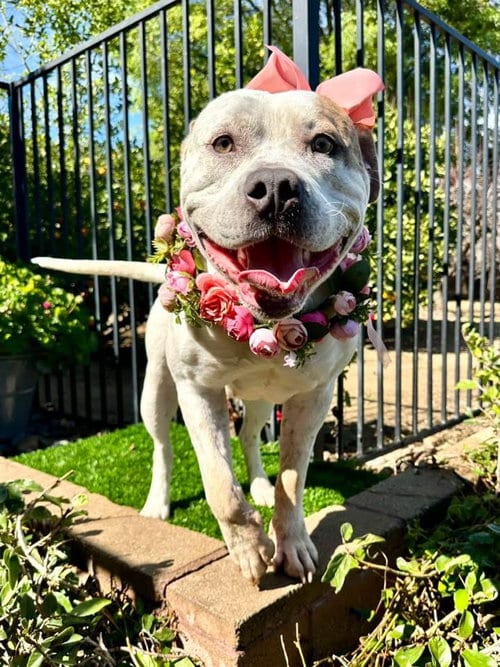 Photo of Remi, adoptable American Bulldog in Redlands, California