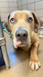 Photo of Bronco, adoptable Great Dane in Fort Wayne, Indiana