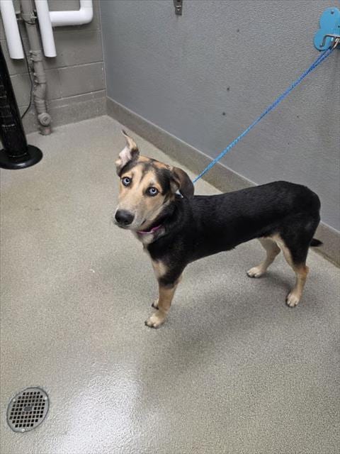 Photo of Maggy, adoptable German Shepherd Dog in Las Vegas, Nevada