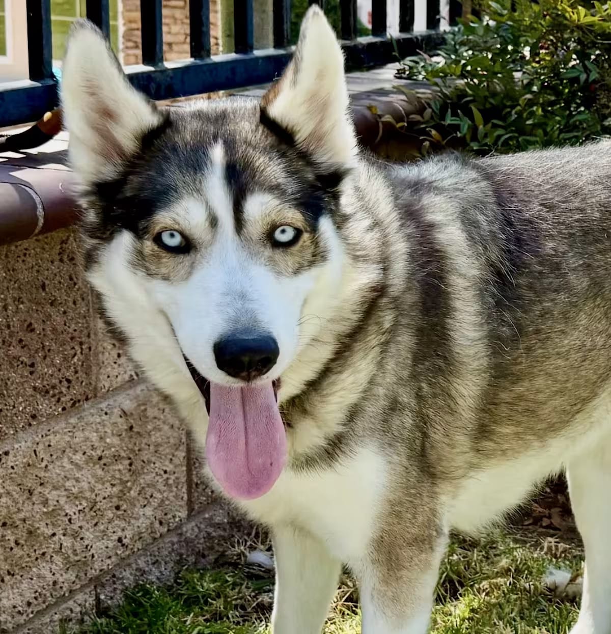 Photo of Yote, adoptable Husky/Siberian Husky in Beaverton, Oregon