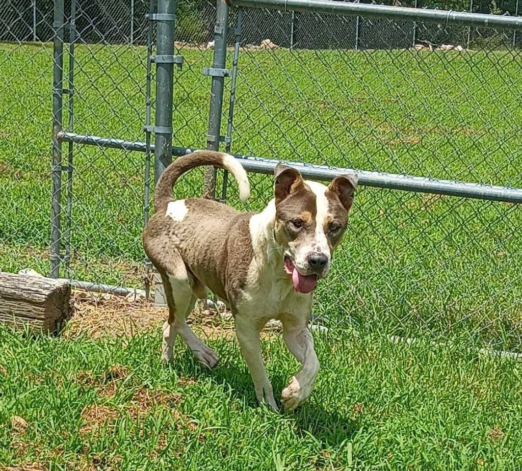 Photo of P.B, adoptable Mixed Breed in Chickamauga, Georgia