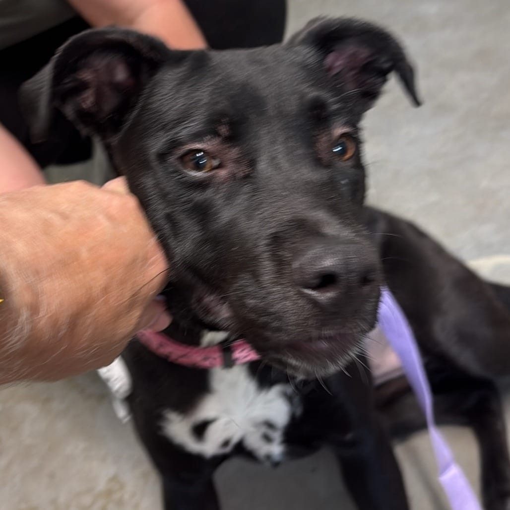 Photo of Boo Bear, adoptable Mixed Breed (Medium) in Colville, Washington