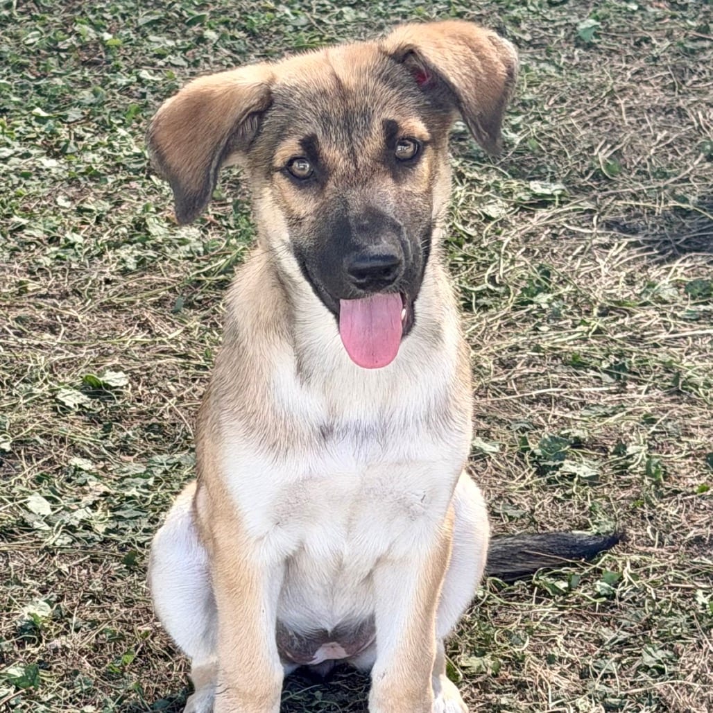 Photo of Luau, adoptable Mixed Breed (Medium) in Buffalo, Minnesota