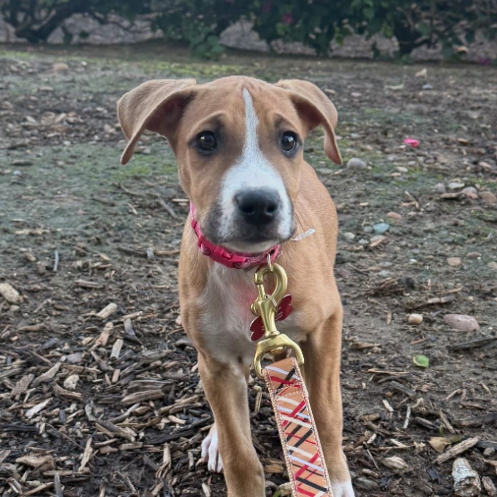 Photo of Bagel, adoptable Boxer / Terrier, Pit Bull in Oceanside, California