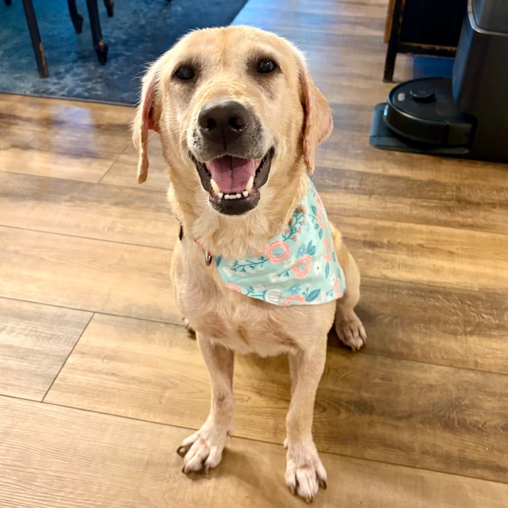 Photo of Jasmine D12592, adoptable Retriever, Yellow Labrador in Princeton area, Minnesota