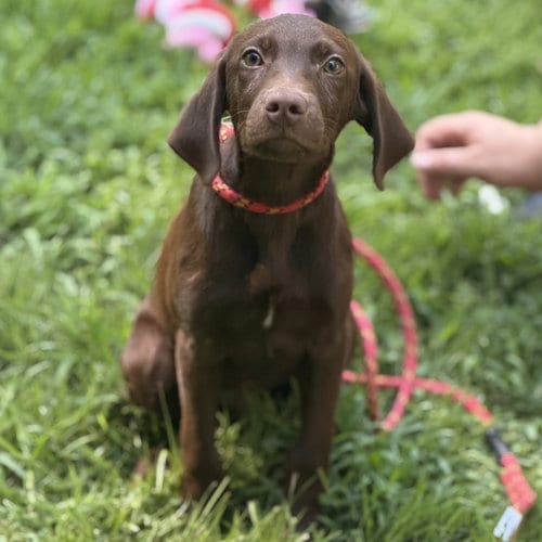 Photo of Latte, adoptable Chocolate Labrador Retriever in Yardley, Pennsylvania