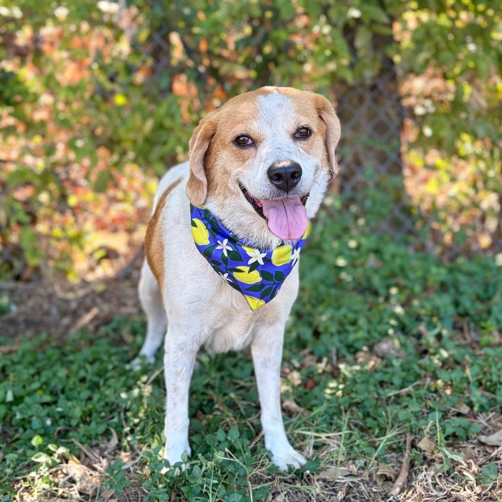 Photo of Biscuit 26-08-128, adoptable American Blue Heeler / Mixed Breed (Medium) in Bastrop, Texas