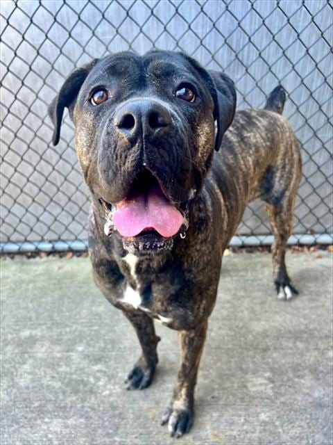 Photo of Poppy, adoptable Cane Corso in Chicago, Illinois