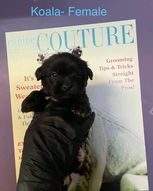 Photo of Koala, adoptable Shih Tzu in Evansville, Indiana