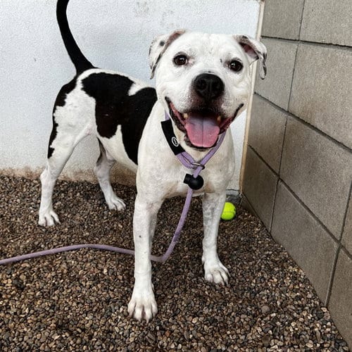 Photo of Zeus, adoptable American Pit Bull Terrier in Mesa, Arizona