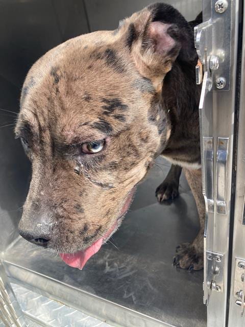 Photo of Royalty, adoptable Pit Bull Terrier in Dallas, Texas