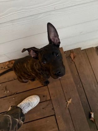 Photo of General Gap, adoptable dog in Atlanta, Georgia