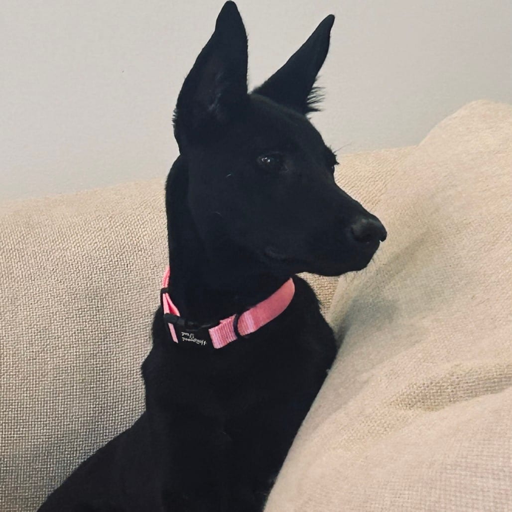 Photo of Maya, adoptable dog