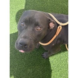 Photo of Winnie, adoptable American Pit Bull Terrier American Bulldog in Texas City, Texas