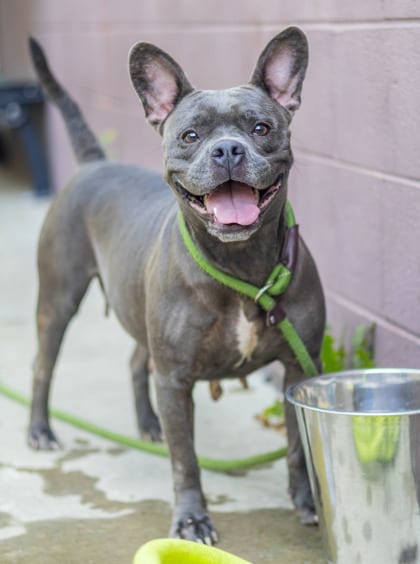 Photo of Mayla, adoptable dog in Chamblee, Georgia