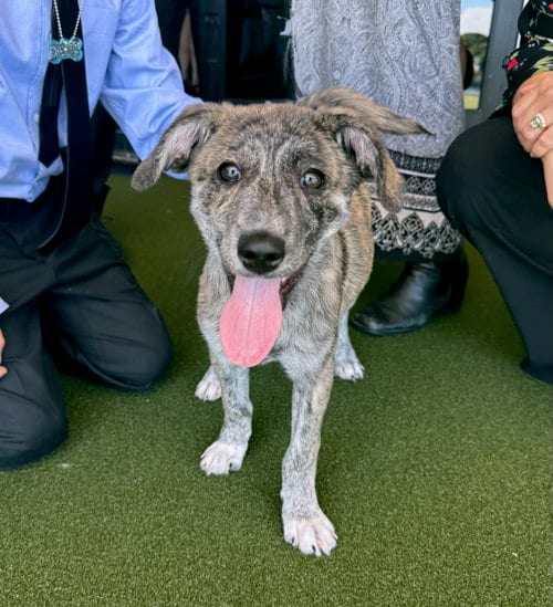 Photo of Tigger, adoptable Mountain Cur in Gilberts, Illinois