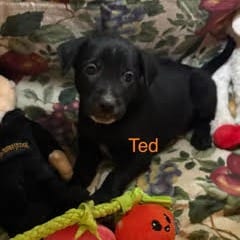 Photo of Ted, adoptable Cattle Dog / Mix in Boonville, Missouri