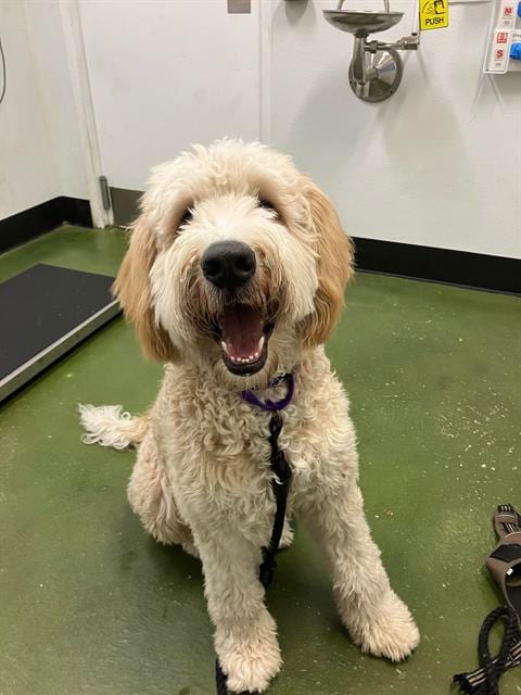 Photo of Appa, adoptable Poodle (Standard) in Fruit Heights, Utah