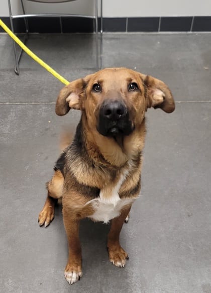 Photo of Eeyore, adoptable dog in Farmington, New Mexico