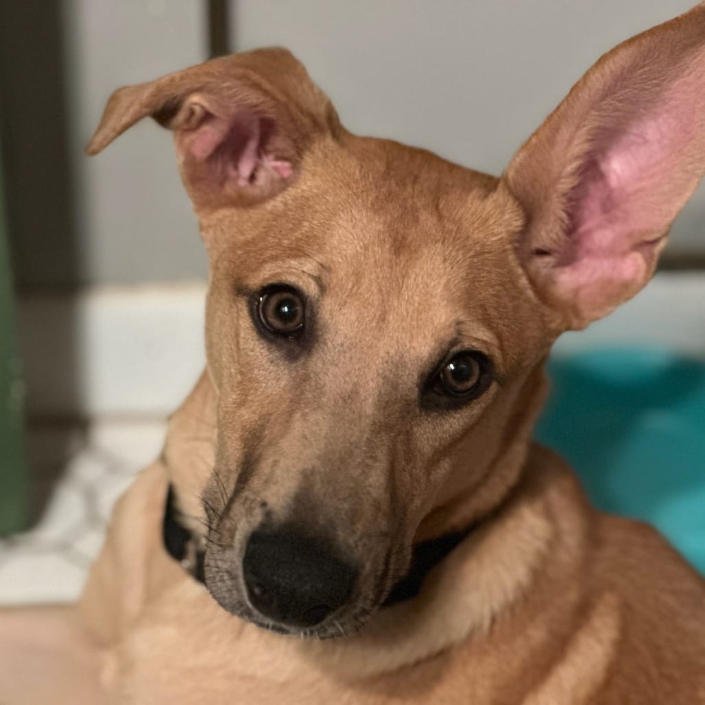 Photo of Morris, adoptable Mixed Breed (Medium)