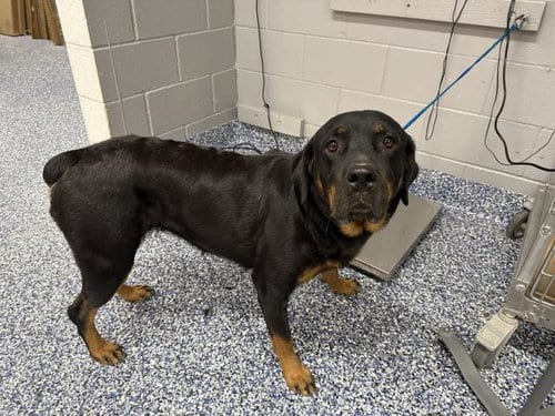 Photo of Sally, adoptable Rottweiler in Thousand Palms, California