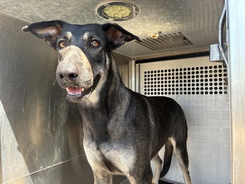 Photo of Comet, adoptable German Shepherd Dog in Mesa, Arizona