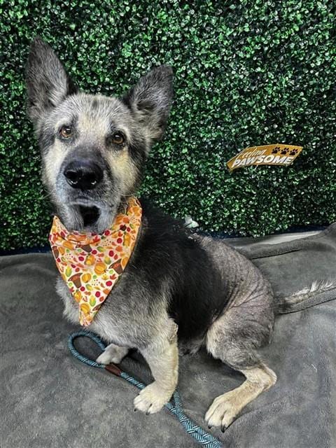 Photo of Harvey, adoptable German Shepherd Dog in Corpus Christi, Texas
