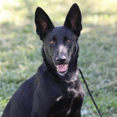 Photo of Cher, adoptable German Shepherd Dog in Modesto, California