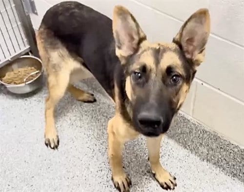 Photo of Kenzo, adoptable German Shepherd Dog in Houston, Texas