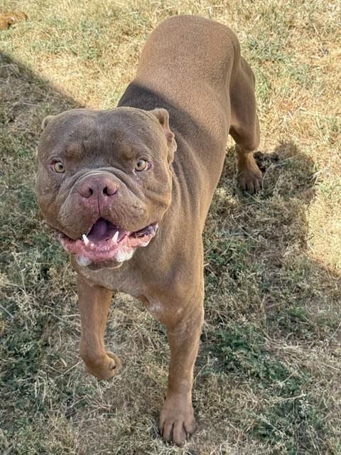 Photo of Roger, adoptable American Bulldog in Killeen, Texas