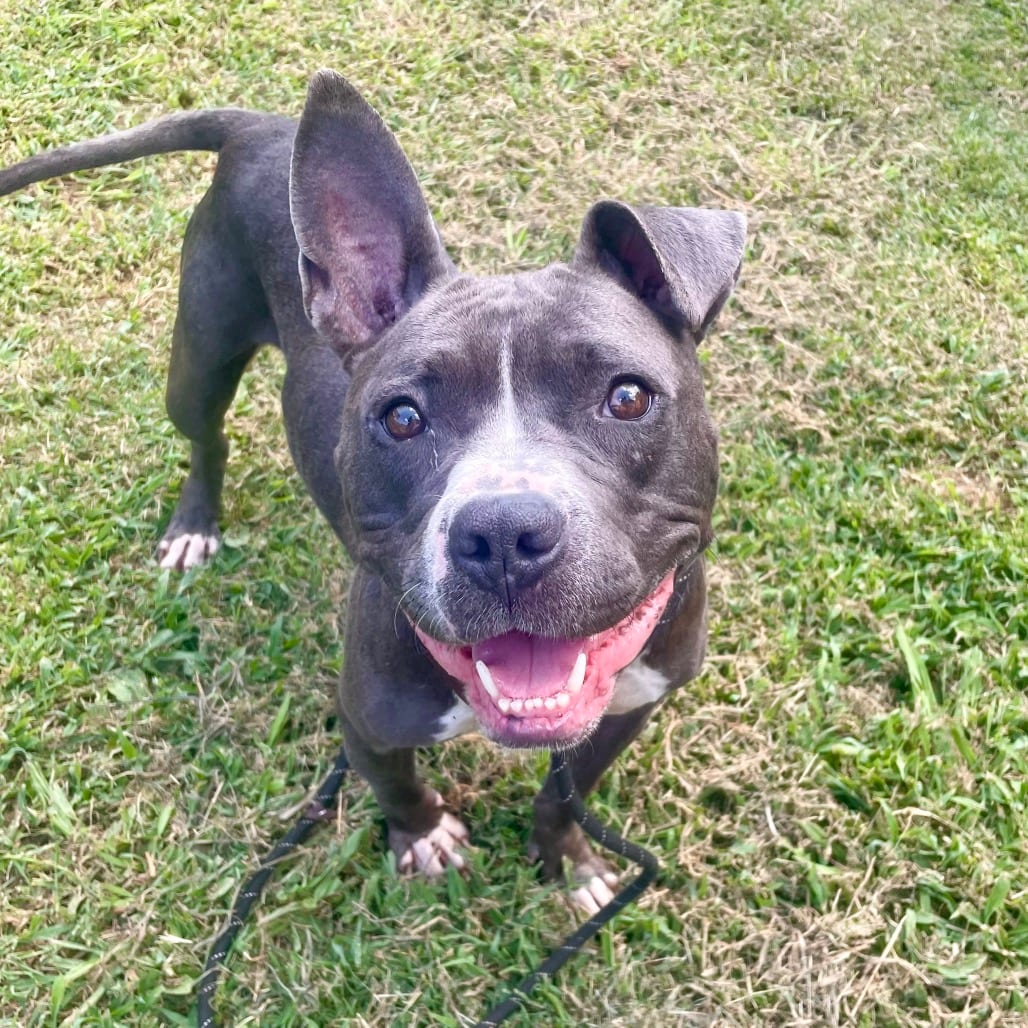 Photo of Misty, adoptable Mixed Breed (Medium) in Chattanooga, Tennessee