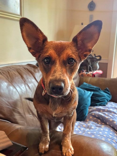 Photo of Ginny (G Sisters), adoptable Labrador Retriever in Brewster, New York