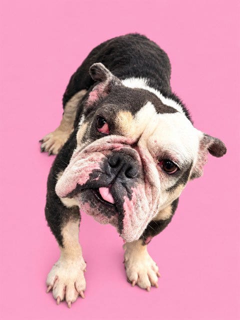 Photo of Trixie, adoptable American Bulldog in Miami, Florida