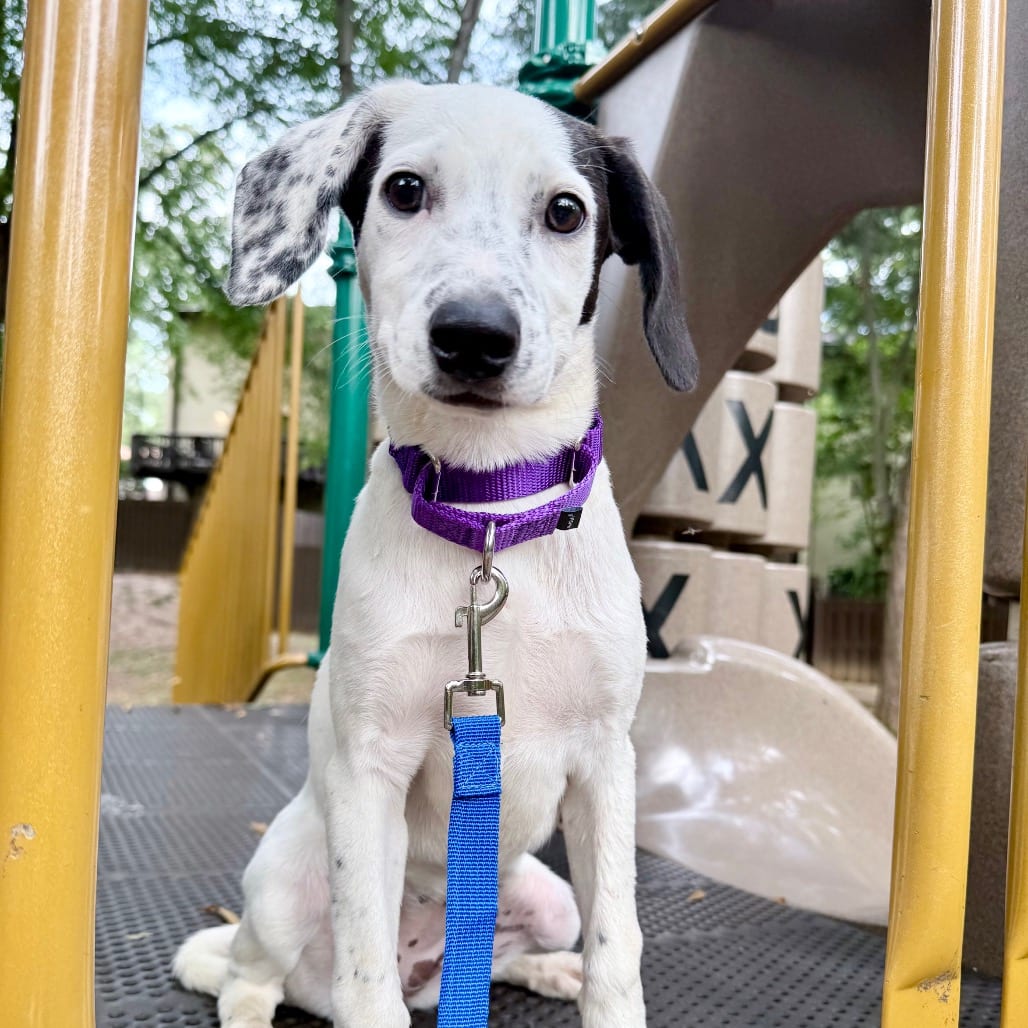 Photo of Reese, adoptable Pointer, German Shorthaired / Mix in Northern Virginia, Virginia