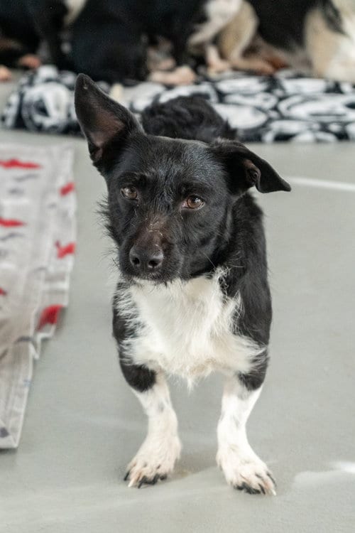 Photo of Eliza #0564, adoptable Terrier in Studio City, California