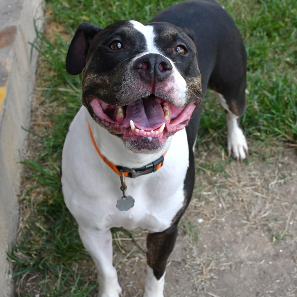 Photo of Toya, adoptable Terrier, Pit Bull / Retriever, Labrador in Beaumont, Texas