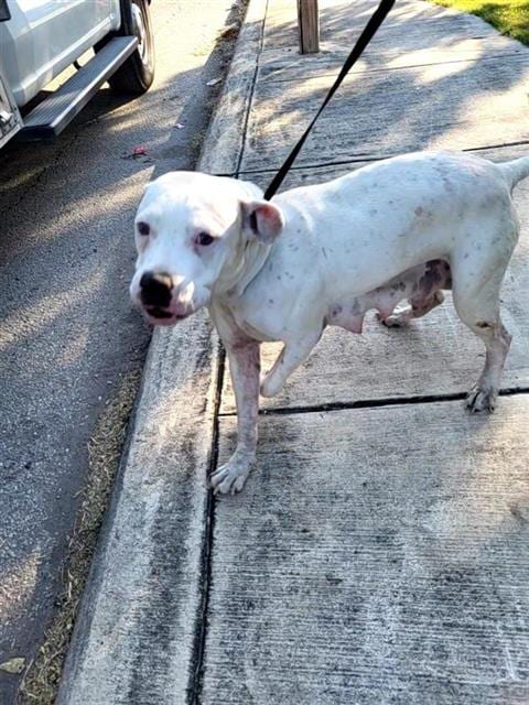 Photo of Roxy, adoptable American Staffordshire Terrier in San Antonio, Texas