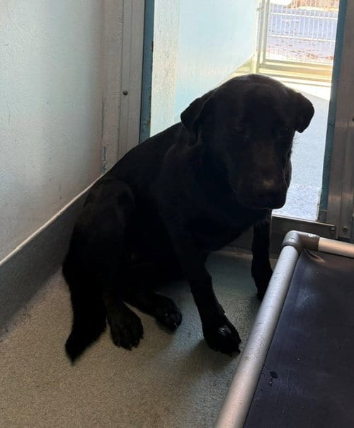 Photo of Savannah, adoptable Labrador Retriever in Baldwin Park, California