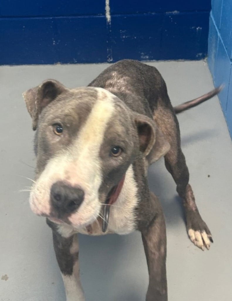 Photo of Bumble Bee, adoptable Pit Bull Terrier in Hartsville, South Carolina